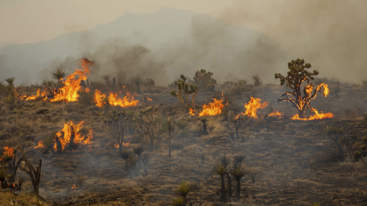 Officials warn of higher wildfire potential in Northern Nevada this month - Vimarsana News