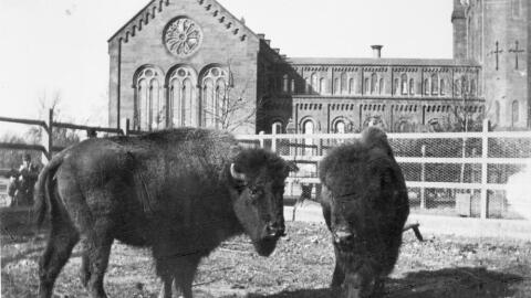 Two bison in a
paddock behind the Smithsonian Institution Building, or Castle, in a photo taken between 1886 and 1889. They were acquired by the United States National Museum's Department of Living Animals, which eventually became the National Zoological Park.
(Courtesy of Smithsonian Institution Archives)