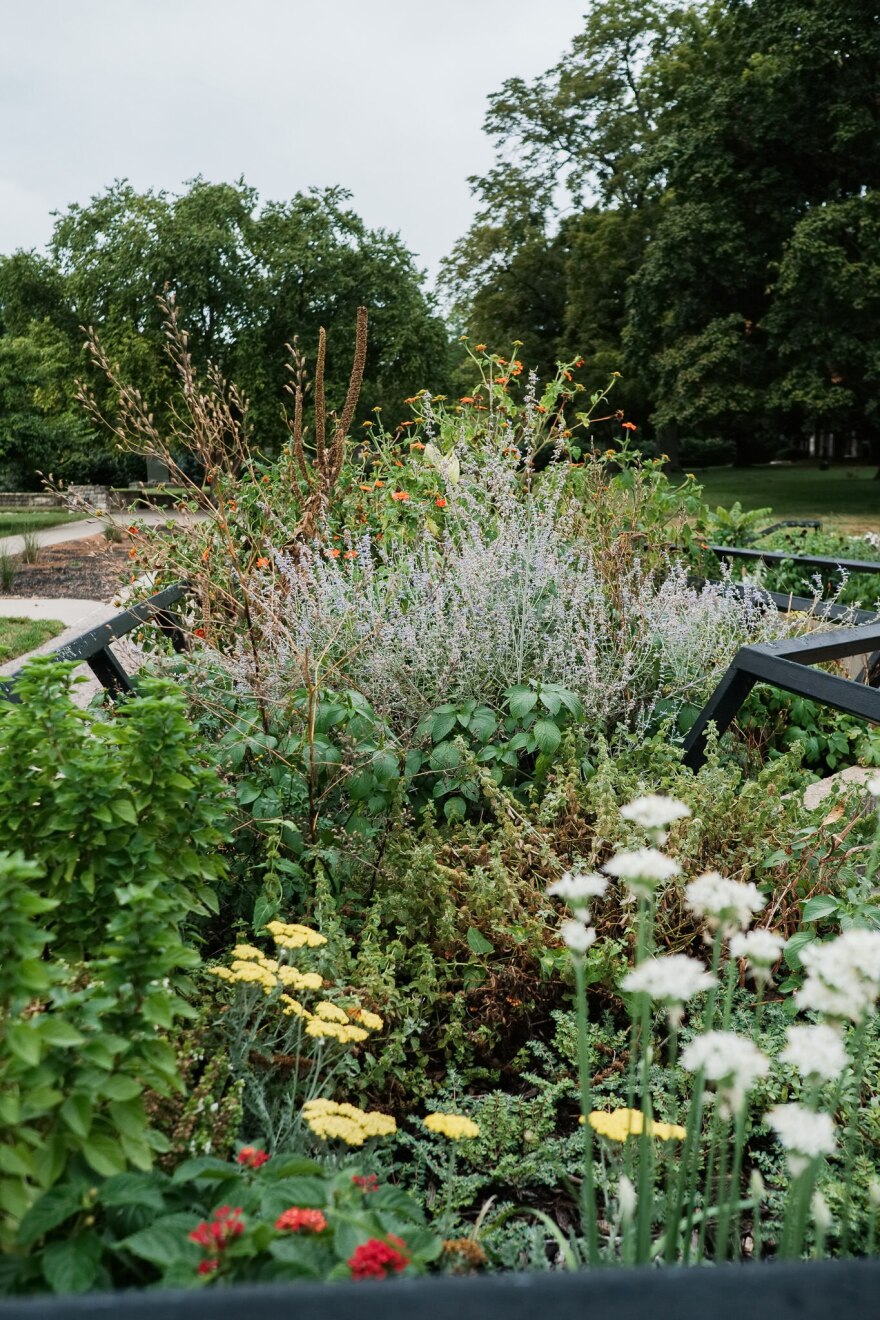 Gardening experts recommend adding clear fences and edges to native gardens to make them look intentional.