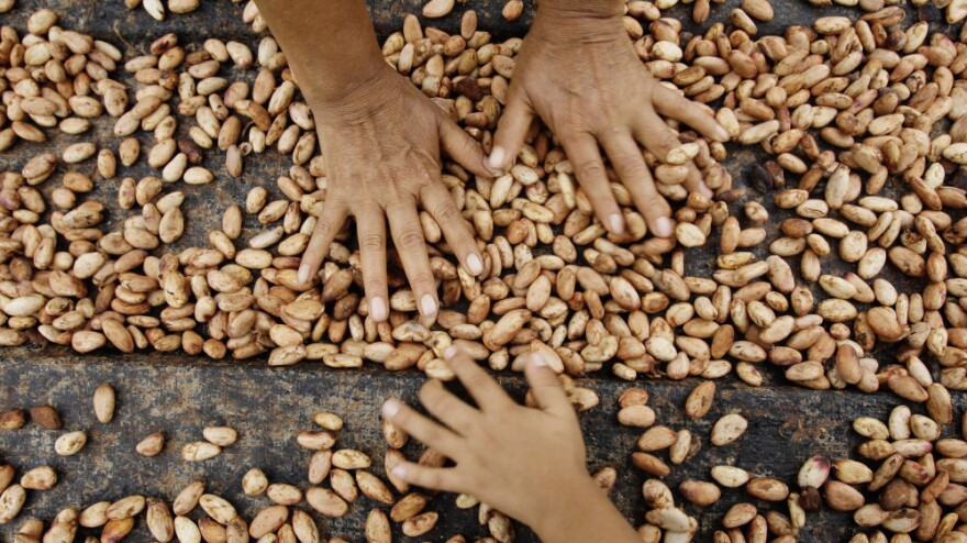 <p>Farmers dry cacao beans in Uchiza, Peru, a file photo from 2008. Researchers are exploring the wild cacao bounty of Peru's Amazon Basin, part of an effort to jump-start the country's premium cacao industry.</p>