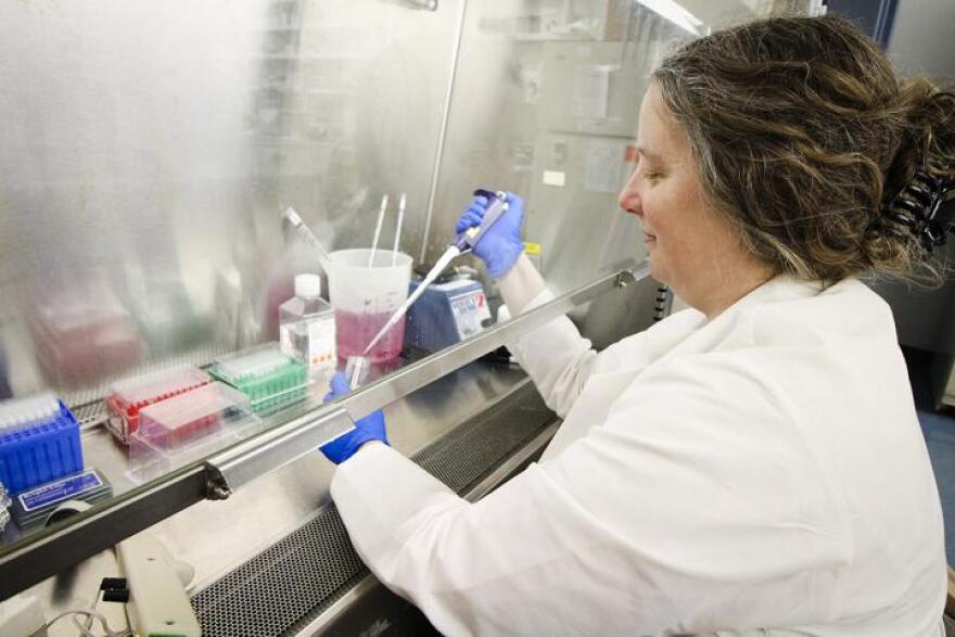 Sarah George, an infectious disease researcher, works at her laboratory at Saint Louis University.