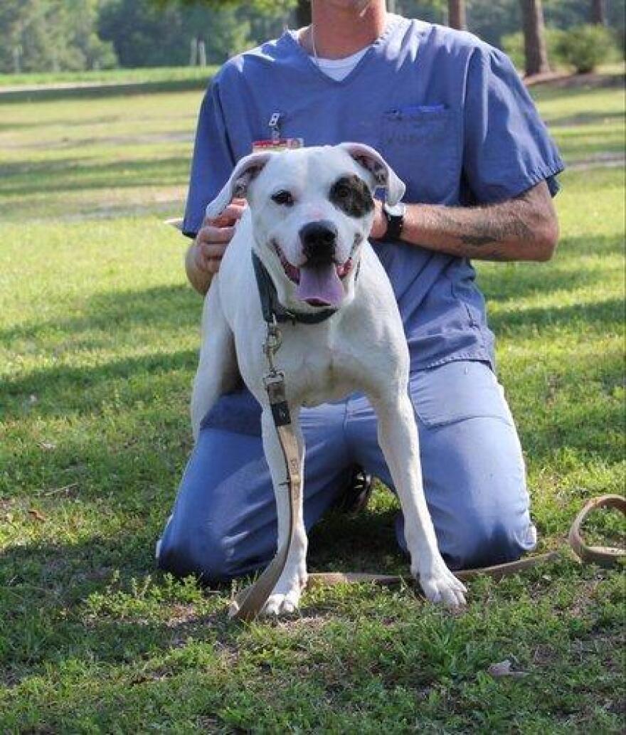 Cassidy, an 18-month-old Lab/American Bulldog mix who was part of Academy 14 and his inmate trainer.