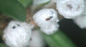  In the winter, hemlock woolly adelgids secrete white, waxy material that resembles cotton to protect their eggs.