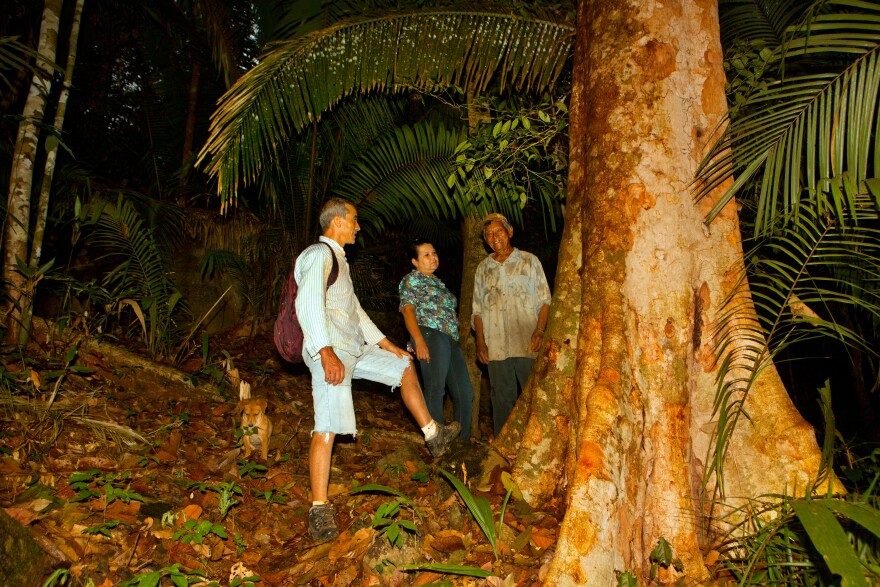 Trees like this, ones that are native to the Amazon region, are under constant threat from illegal logging.