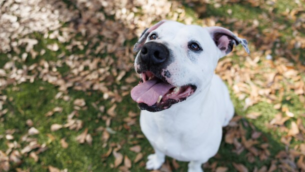 One of the 11 dogs transferred out on Feb. 24, 50 Scent, sits in the outside play area at Alachua County Animal Resources in Gainesville, Fla., Friday, Feb. 20, 2026.