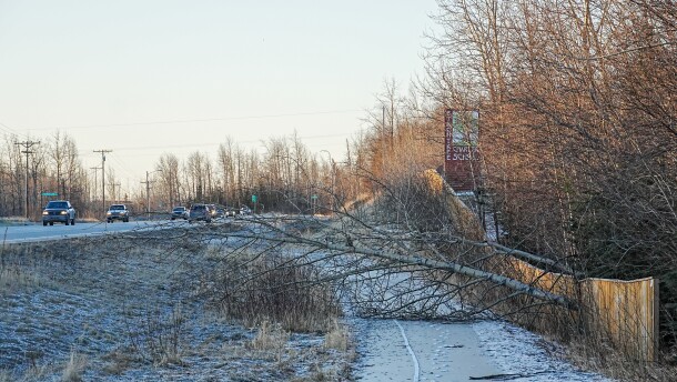 a tree falls over a fence near a highway