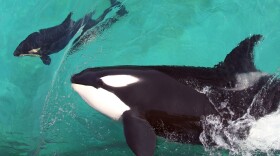 Orca poop is a "treasure trove of information," says Sam Wasser, the director of the Center for Conservation Biology at the University of Washington.