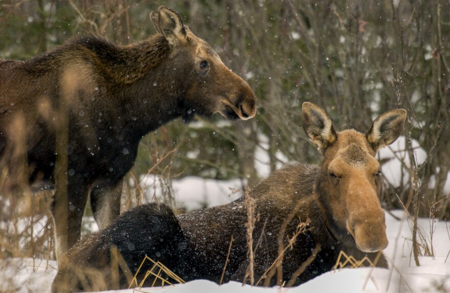 Moose Cow with calf in Marquette County