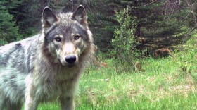 A gray wolf stands in a field of green tall grass with fir trees behind it. 