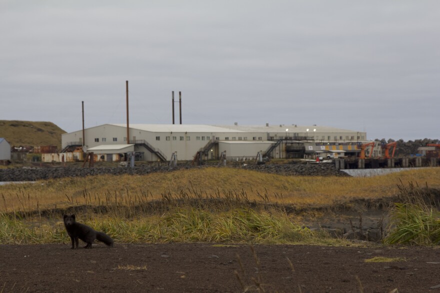 Arctic fox in front of Trident plant. Oct. 2024. Theo Greenly/KUHB