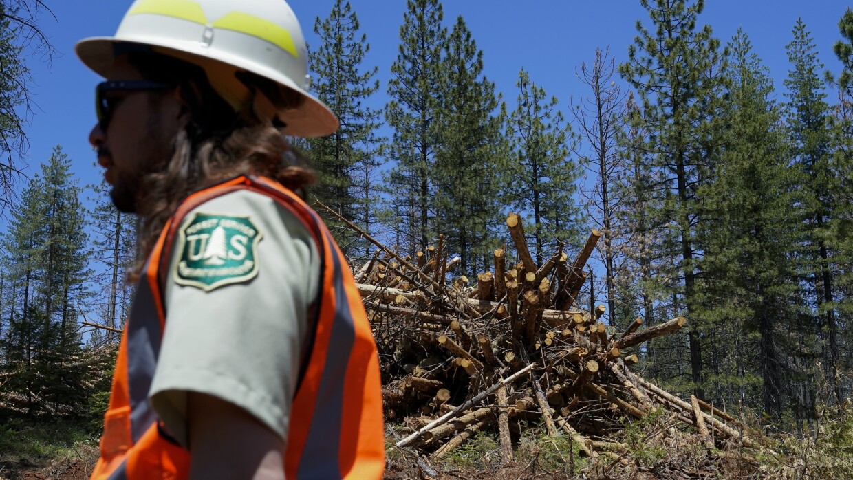 Tahoe National Forest supervisor Eli Ilano, foreground, walks past a pile of cut down trees, Tuesday, June 6, 2023, near Camptonville, Calif. "The forests as we know them in California and across the West, they're dying," Ilano said.