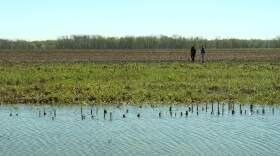 IU students collecting sensors from a field after flood waters receded.