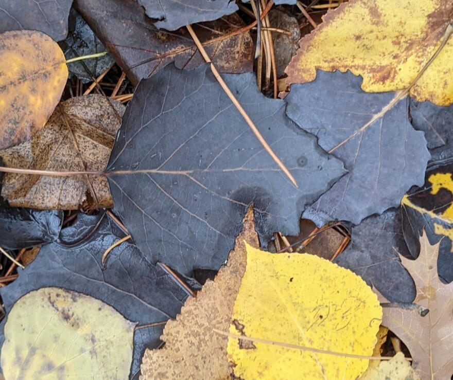 Charcoal-colored bigtooth aspen leaves lie among the leaf litter near Brainerd.