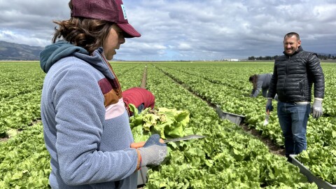 A woman stands in a field of lettuce with a sharp tool, while three other people stand or bend in the background.