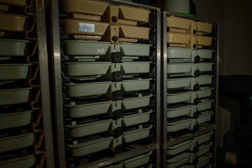 The eggs are sensitive to light so bins are usually stored in the dark. Staff use flashlights when in the room with them, August 28, 2023. (Brian Venua/KMXT)