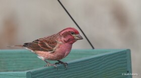 A small purple fintch sitting on a box.