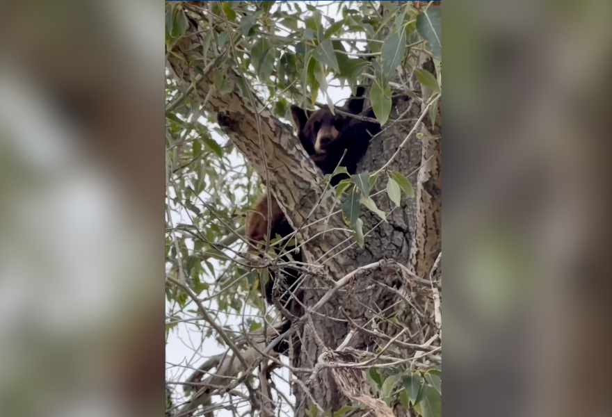 A small bear sits in a tree