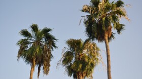 Palm trees