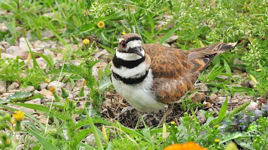 A killdeer with its nest and eggs