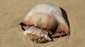 A cannonball jellyfish