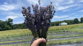  Although lavender is a difficult crop to grow in Missouri, Katie and Jason Lockwood have operated Battlefield Lavender farm since 2018.