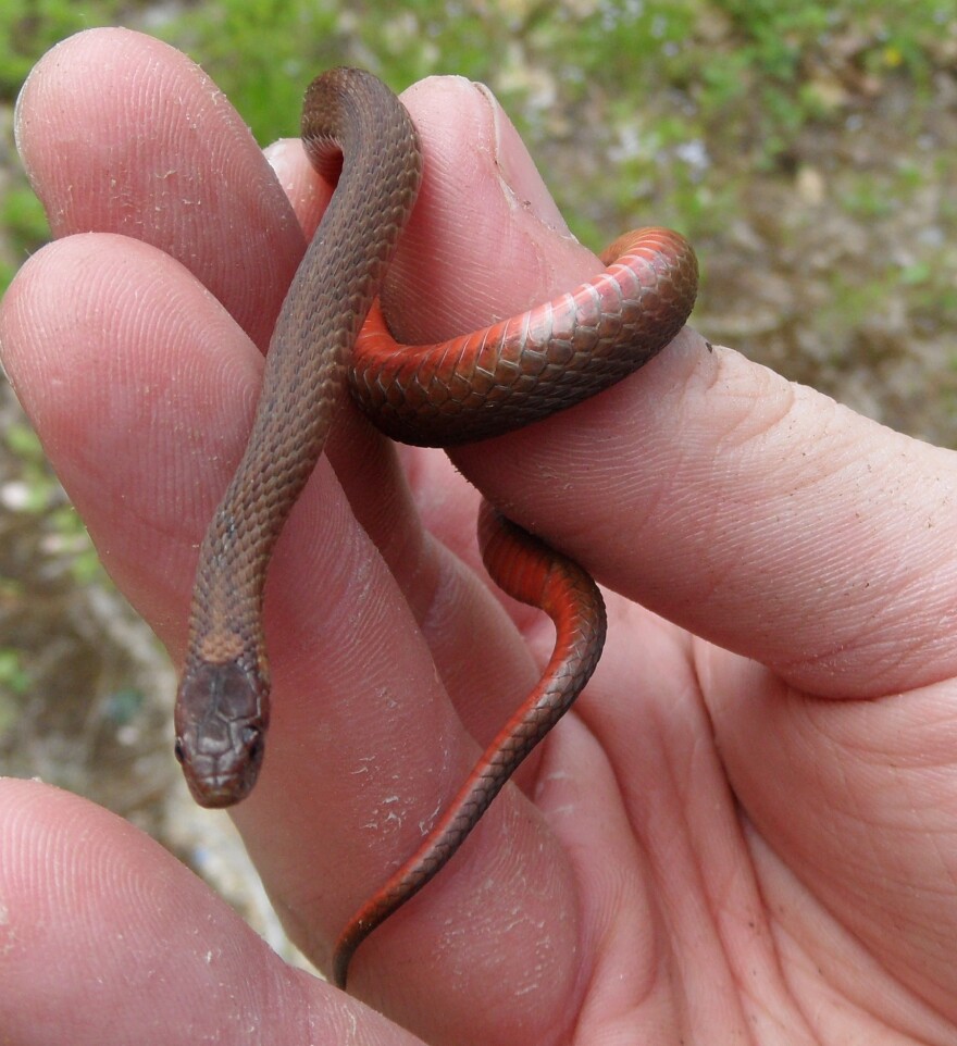 A northern red-bellied snake