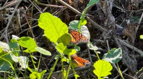 Thousands of Monarch Butterflies have migrated for winter