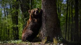 A brown bear scratches a tree. (Leon Neal/Getty Images)
