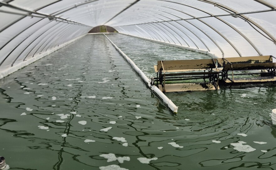 The large spirulina pool is 90,000 liters.