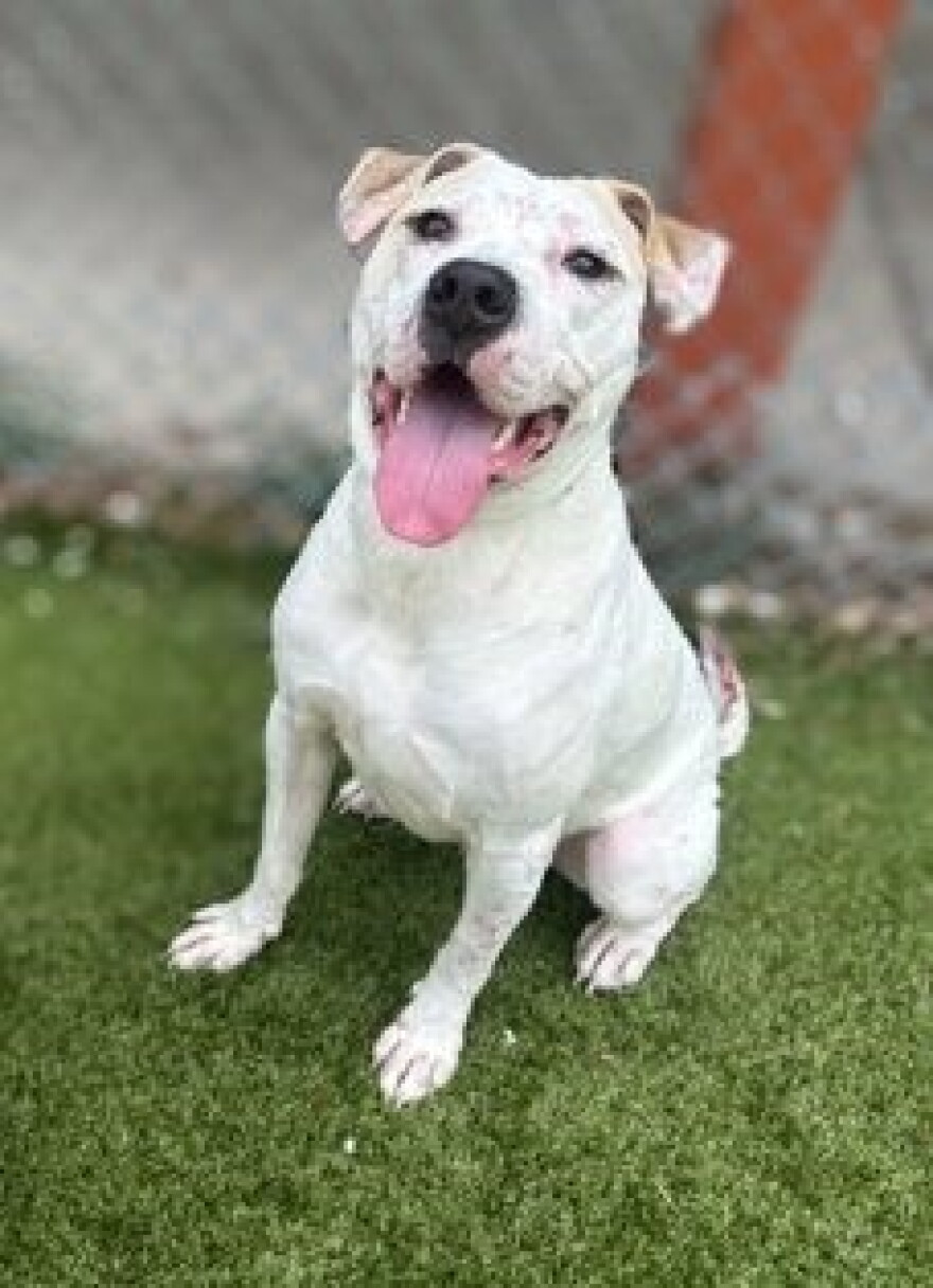 Golden Corral, a 1-year-old Black Mouth Cur mix, was among the dogs placed in foster care during Gainesville’s April wildfires. In foster care, he lived with another dog, learned basic commands and adjusted to the routines of a home.