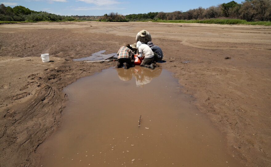 Fish biologists work to rescue the endangered Rio Grande silvery minnows from pools of water in the dry Rio Grande riverbed Tuesday, July 26, 2022, in Albuquerque, N.M. For the first time in four decades, the river went dry and habitat for the endangered silvery minnow — a shimmery, pinky-sized native fish — went with it. (AP Photo/Brittany Peterson)