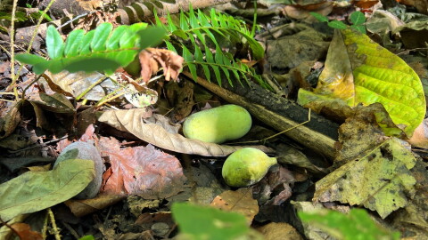 Two light green pawpaws lie on a bed of leaves on the forest floor.