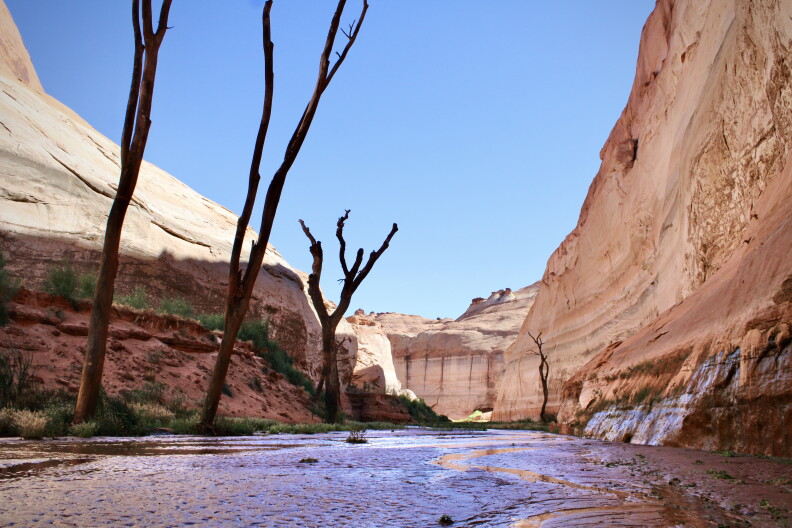  Dead cottonwoods, long buried under the still waters of Lake Powell, have reemerged as "ghost forests."