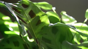 Close-up of green plant leaves