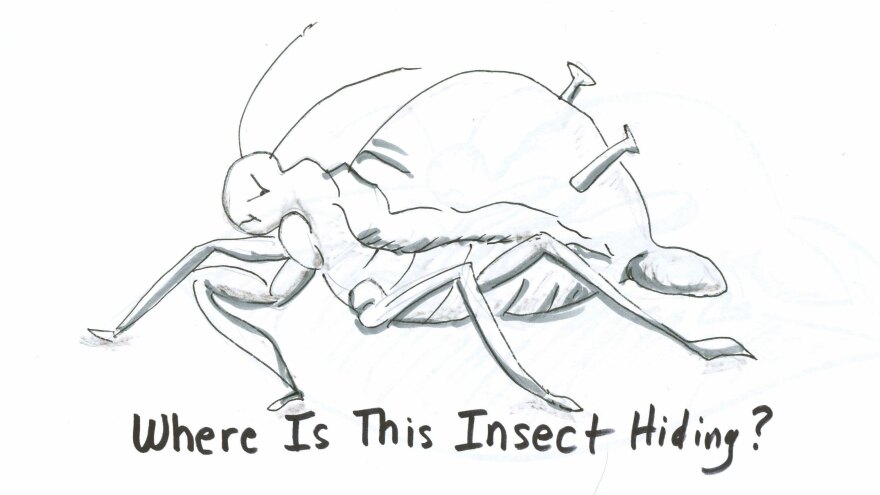 Aphid drawing 1