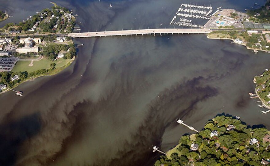 A harmful algal bloom detected in the Lafayette River in July 2026.