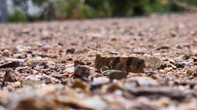 Desert grasshopper