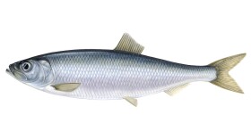 Pacific Herring