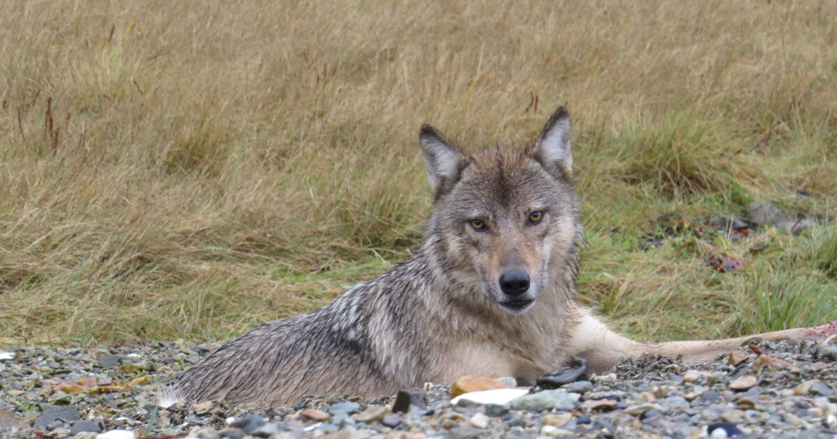 Some Southeast Alaska wolves are eating sea otters. It could be toxic.