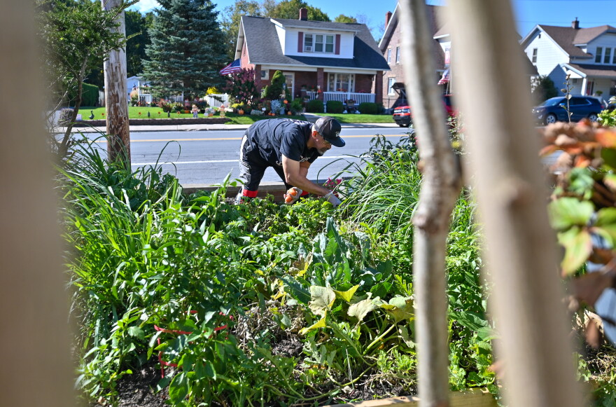 Everett Upton of Common Ground Ministries picks vegetables in the garden at the church.