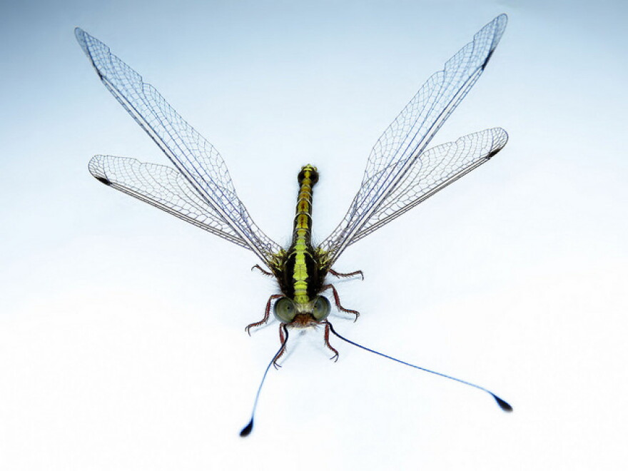 An Owlfly