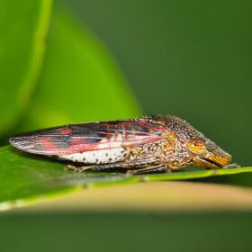 close-up photo of an insect sitting on a leaf.