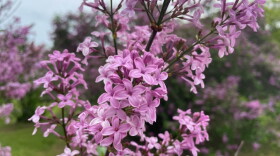 A blooming lilac branch sits in the foreground as the background shows a long row of lilac bushes, all in various shades of pink and purple.