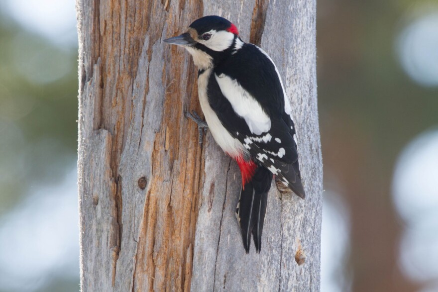 It seems like a lot of animals use only three limbs sometimes. For example, woodpeckers use their strong tailfeathers to brace themselves against a tree. (Ron Knight, Wikimedia Commons)