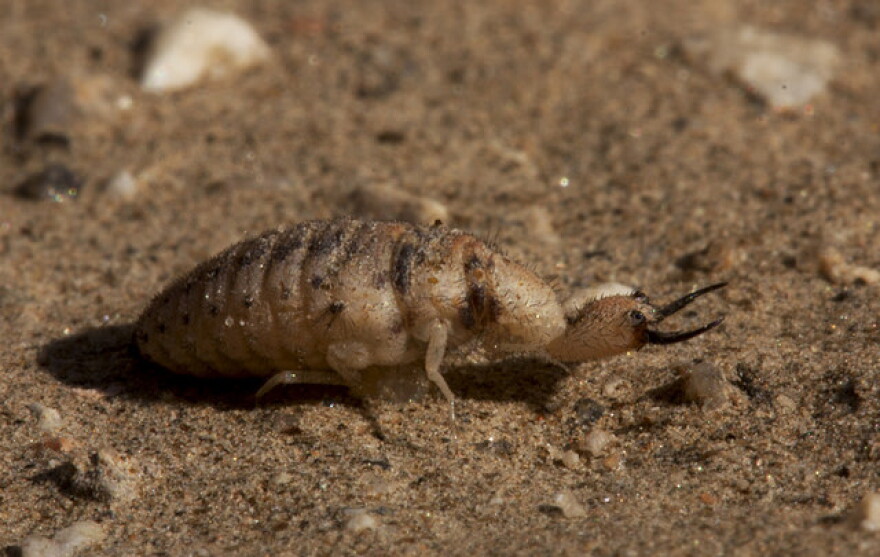 Antlion larva (Myrmeleontidae)