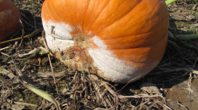 Phytophthora blight can create lesions on the underside of pumpkins and other vegetables that ruins the crop. 