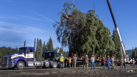 Nez Perce-Clearwater National Forests staffers standby as the 2026 Capitol Christmas Tree is mounted on the trailer before preparing it for transfer off the forest. The 2026 U.S. Capitol Christmas Tree, a 76-foot tall Englemann Spruce at Musselshell Meadow, was harvested on Oct. 24, 2026 before it makes its 2,500-plus mile journey to the West lawn of the Nation’s Capitol.