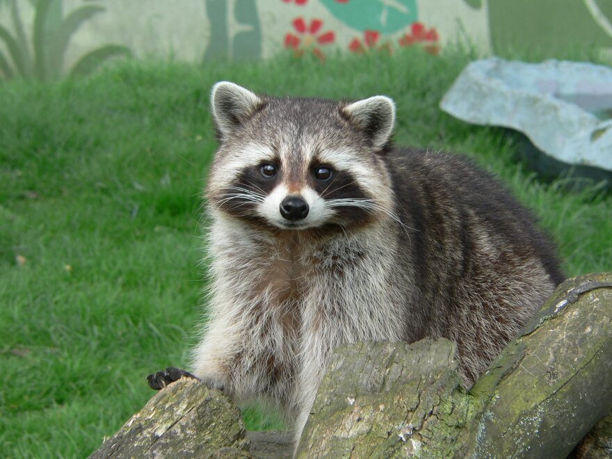 Raccoons are cute animals - but carry a deadly disease!