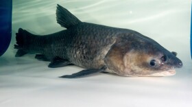 New Asian Carp Nearing Indiana, If It's Not Already Here