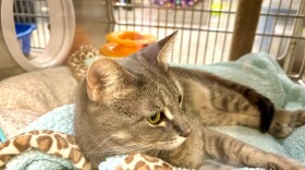 Lee County Domestic Animal Services in Fort Myers has plenty of cats and dogs up for adoption.